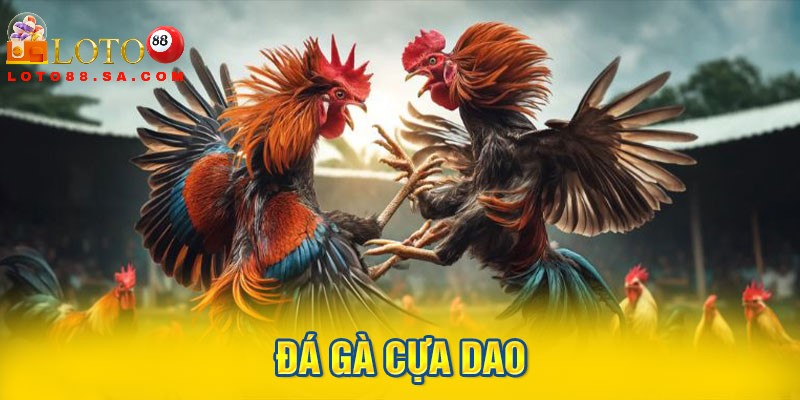Bạn nên tham gia cá cược đá gà tại Loto88