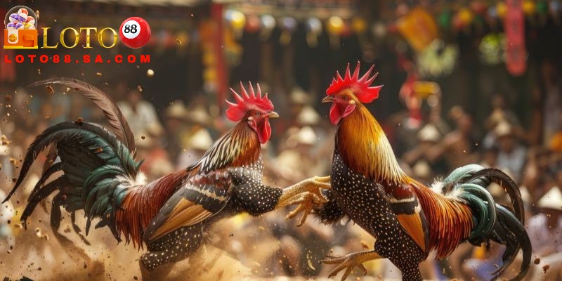 Cần chú ý tham gia đá gà từ các cao thủ