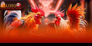 Đá gà Thomo có sự kịch tính cao