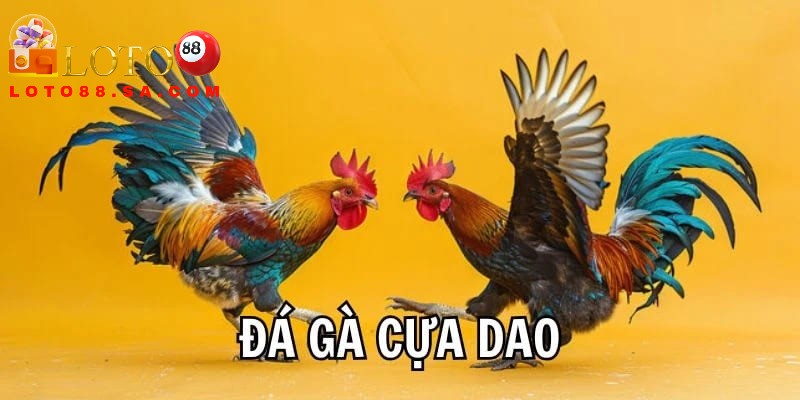 Hình thức cá cược gà cựa dao thể hiện sự dũng mãnh 