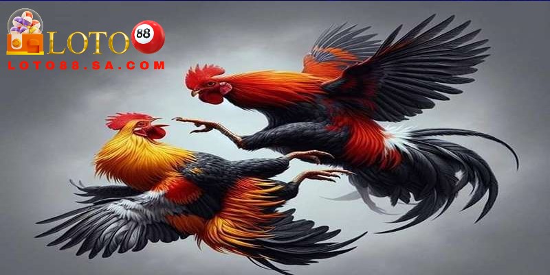 Tỷ lệ trả thưởng khi tham gia đá gà lớn